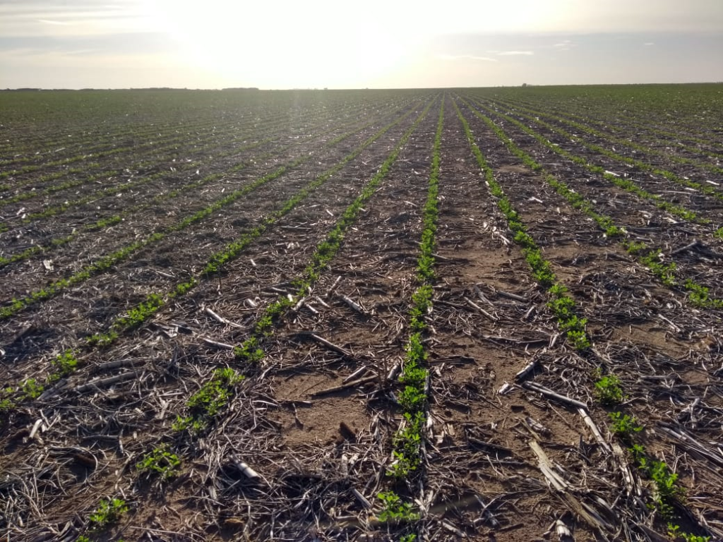 peanut crop evolution report
