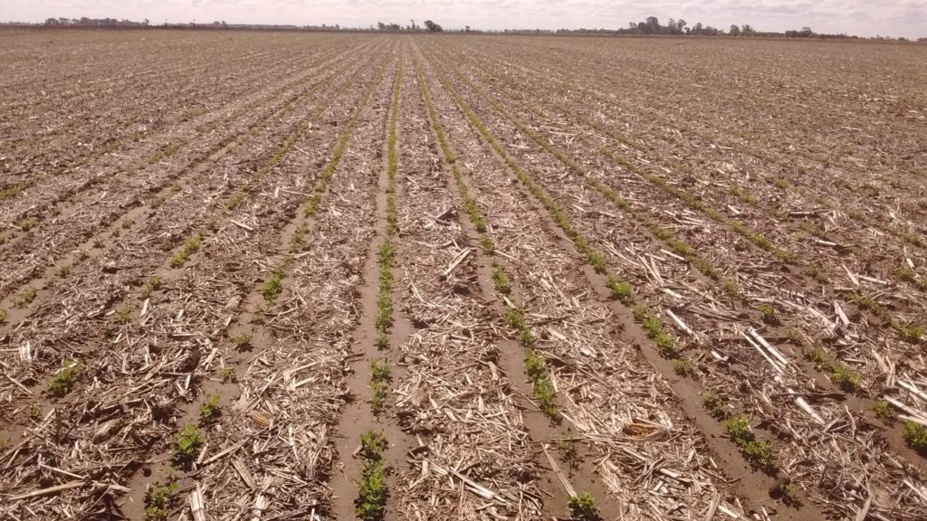 peanut crop evolution report