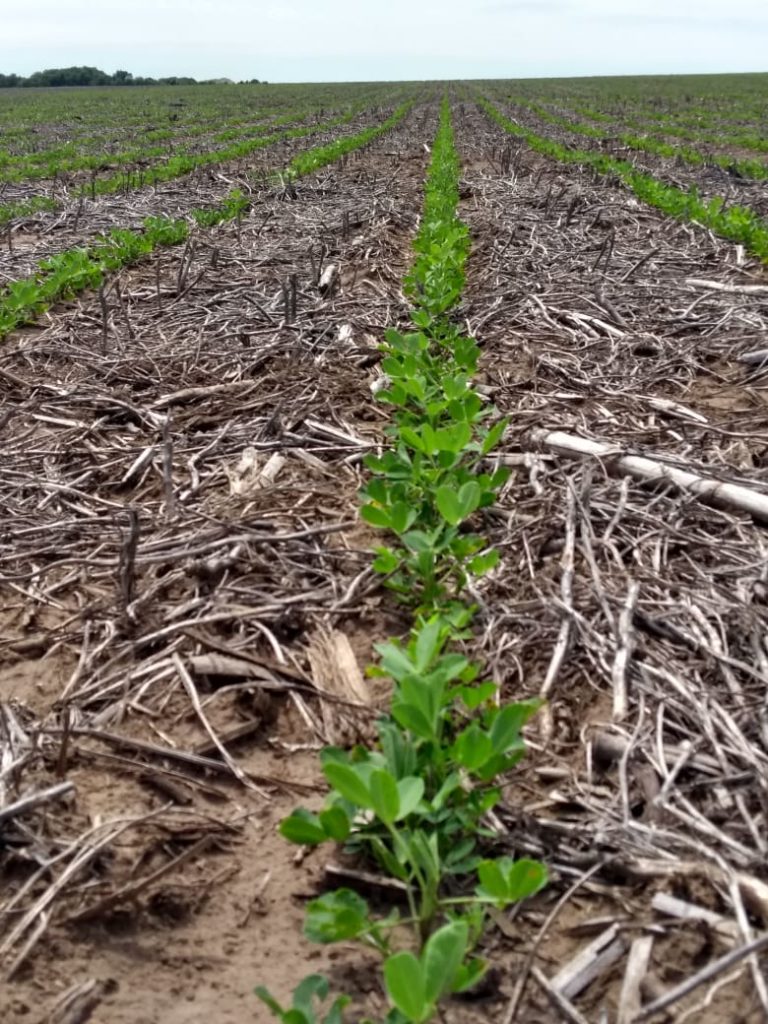 peanut crop evolution report