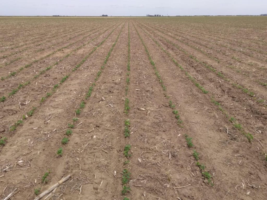 peanut crop evolution report