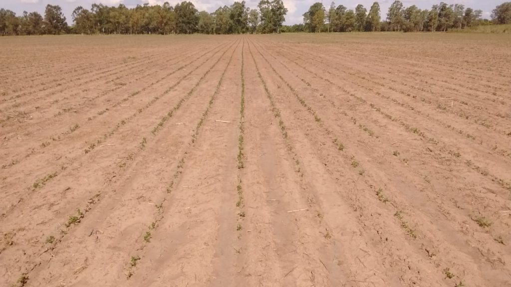 peanut crop evolution report