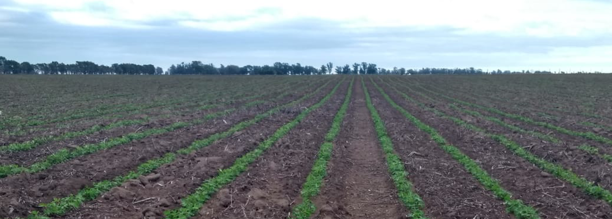 peanut-crop-evolution-report