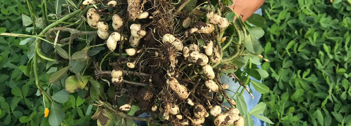 Peanuts Crop Evolution Report – Jan 2019