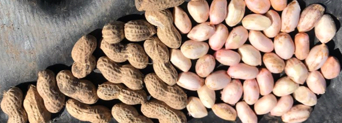 Argentine Peanuts – Report April 2019