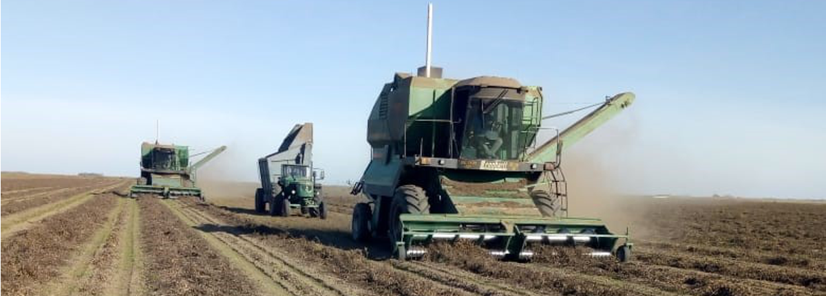 harvest peanuts from Argentine