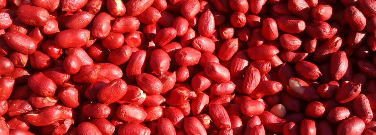 Argentine Peanut Crop Report 2019/2020 #1