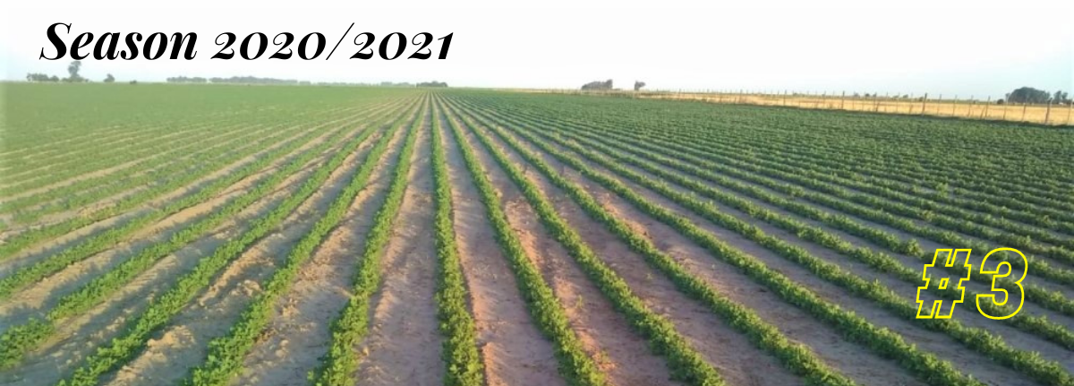 Argentine Peanut Crop Report 2020/2021 #3