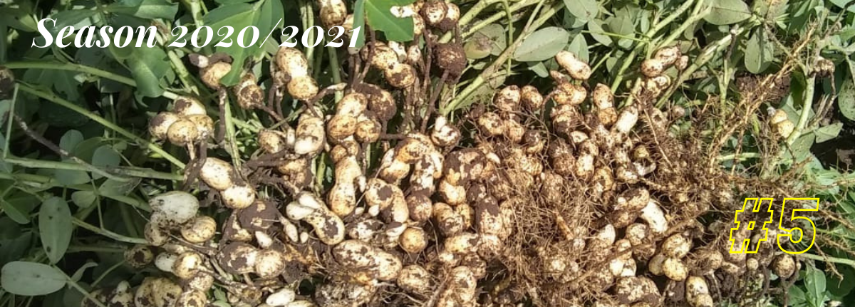 Argentine Peanut Crop Report 2020/2021 #5