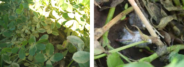 spider mit sclerotinia