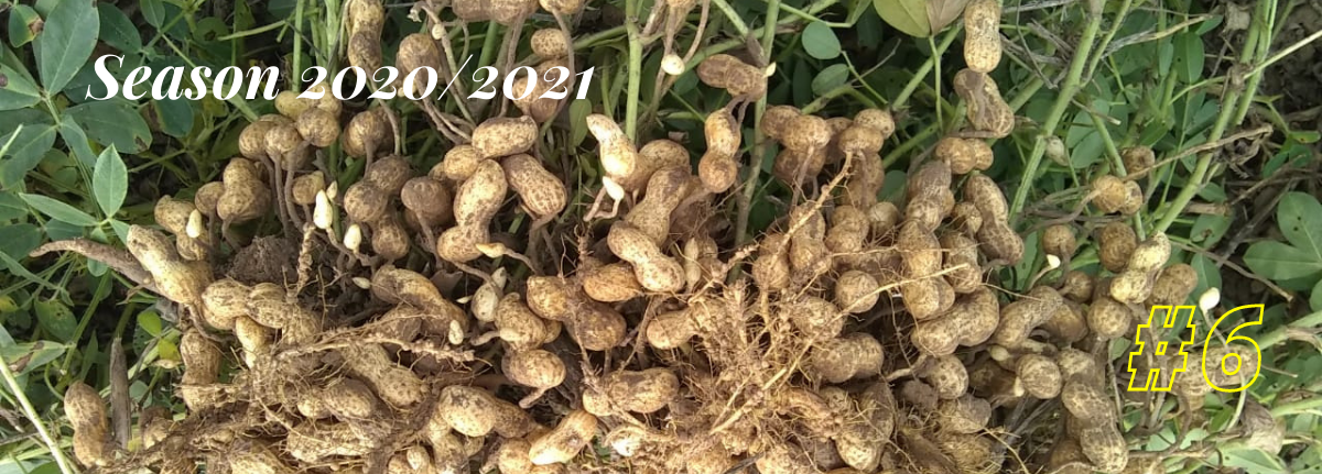 Argentine Peanut Crop Report 2020-2021 #6