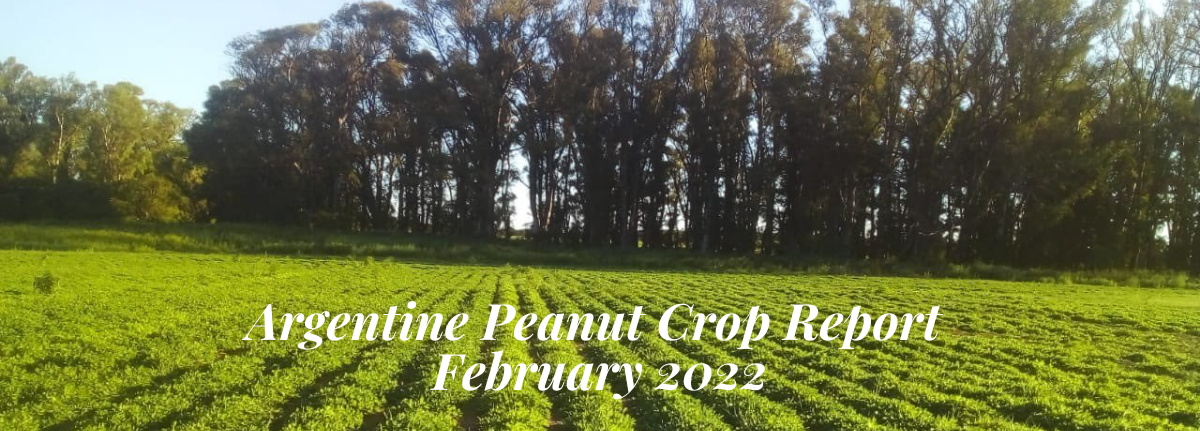 Argentine Peanut Crop Report as per February 4th, 2022