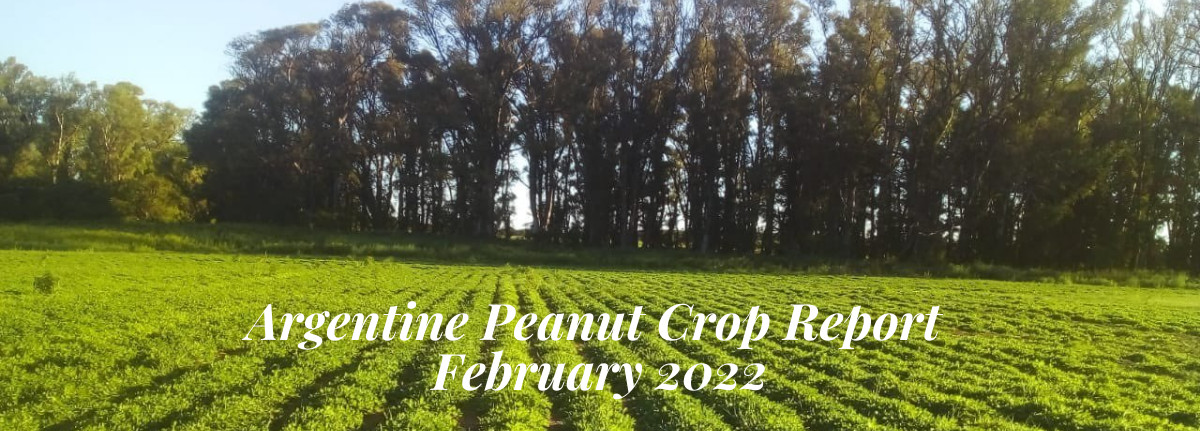 argentine peanut report