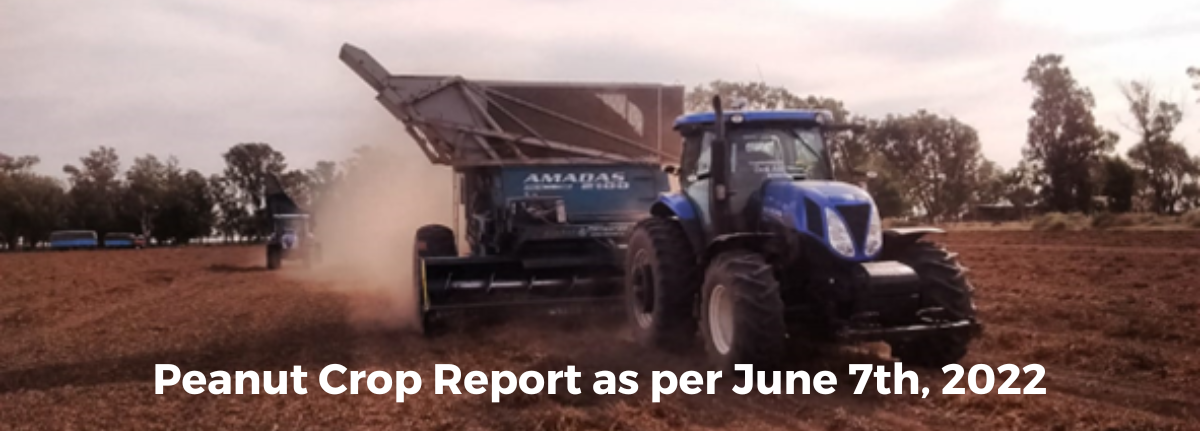 Peanut Crop Report as per June 7th, 2022