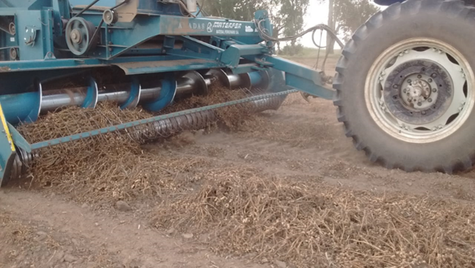 Proceso de cosecha de maní