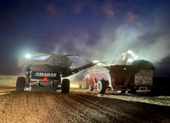 Proceso de cosecha de maní