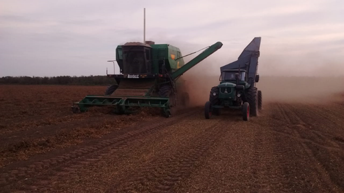 Proceso de cosecha de maní