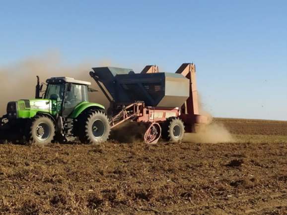 Proceso de cosecha de maní