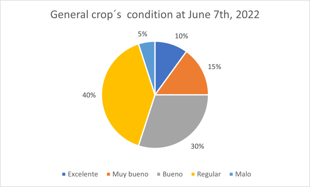Condiciones generales del cultivo al 7 de junio 2022
