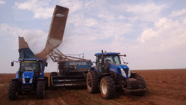 Proceso de cosecha de maní