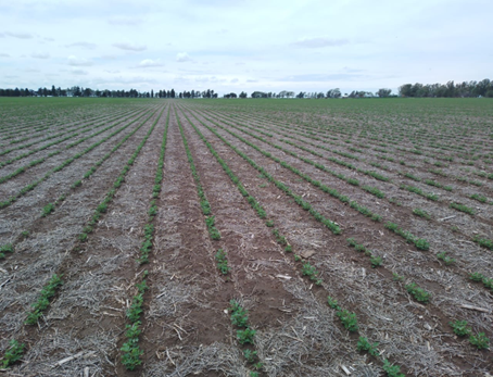 Peanut image south zone (La Pampa)