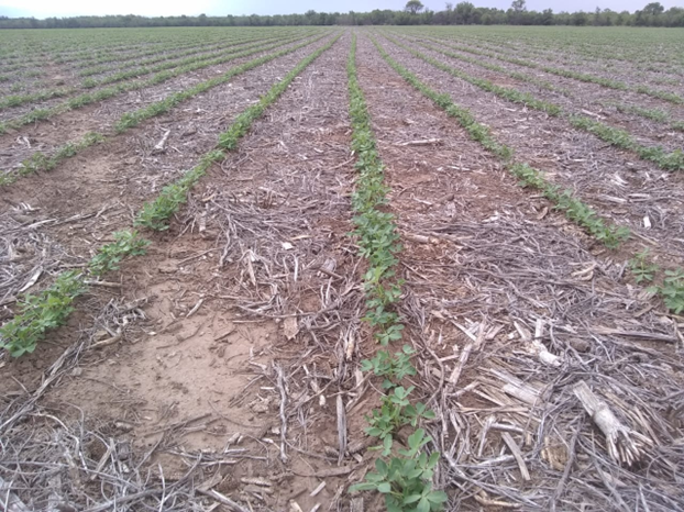 Peanut crop south-central zone, phenological stage v3