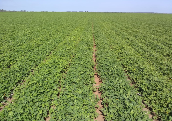 6th Peanut Crop Report as per April 12th - Argentine Peanuts