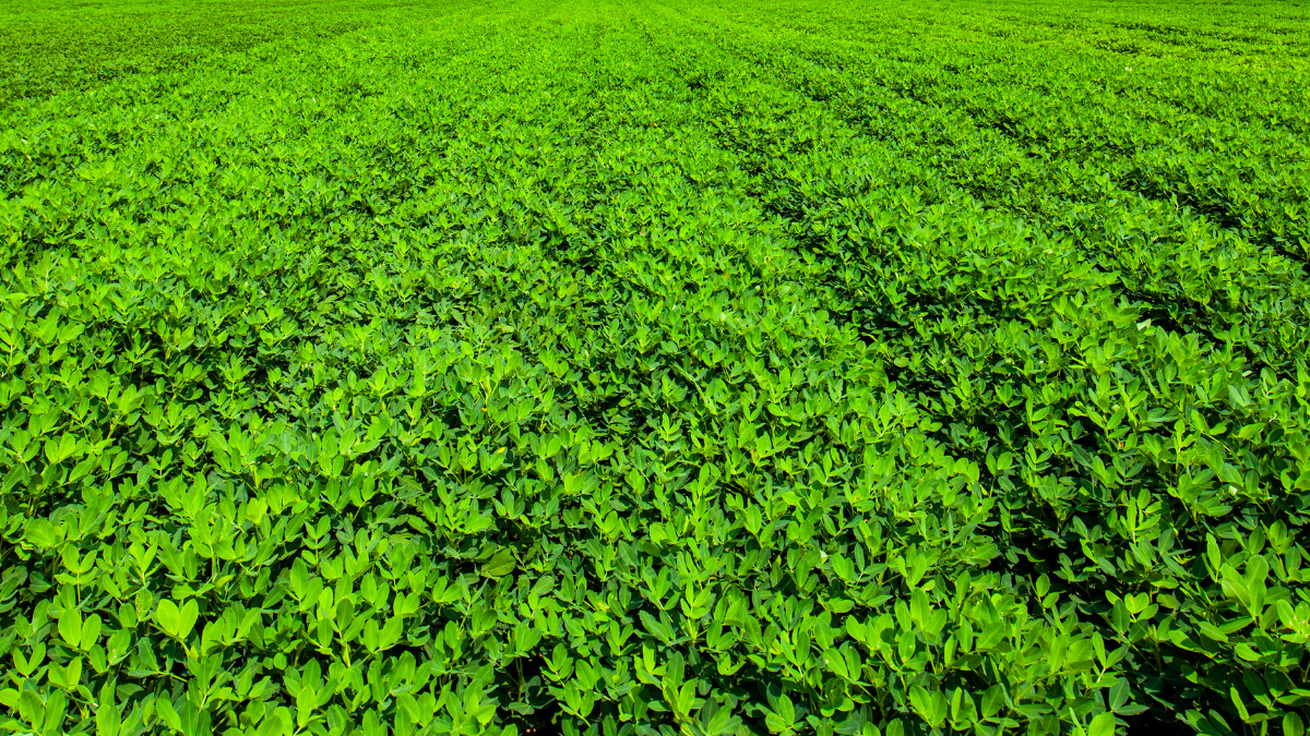 4th Peanut Crop Report as per February 5th 2023