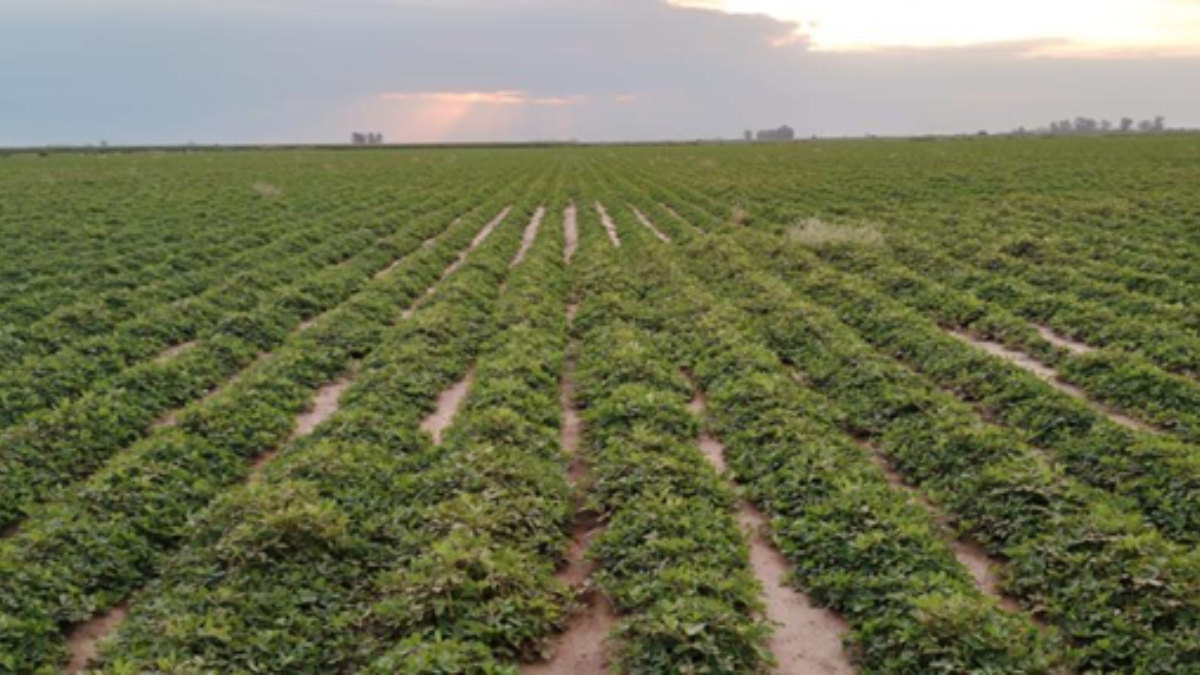 6th Peanut Crop Report