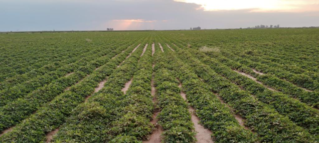 6th Peanut Crop Report as per April 12th - Argentine Peanuts