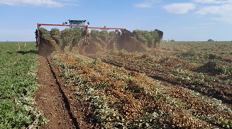 6th peanut crop report