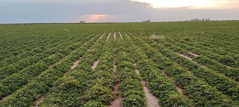 6th peanut crop report