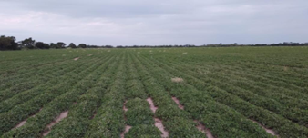 6th peanut crop report