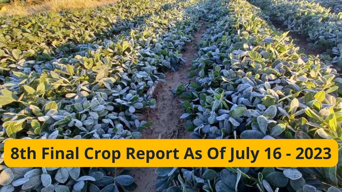 8th Final Crop Report As Of July 16