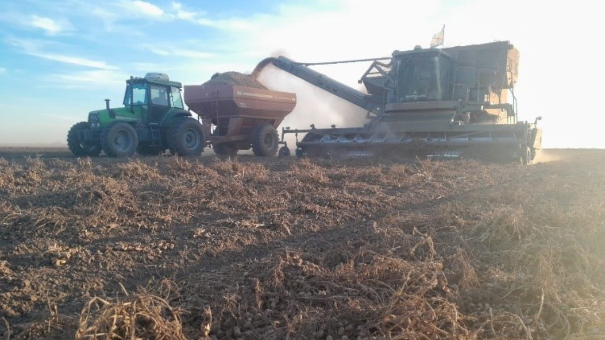 7mo Reporte del Cultivo de Maní al 1 de junio de 2023