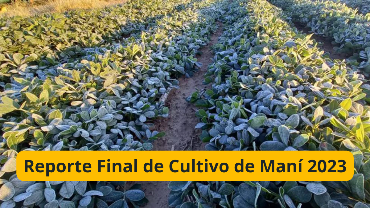 8vo Reporte Final de Cultivo al 16 de julio